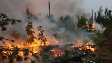 Власти Зауралья запретили заготовку древесины в связи с лесными пожарами