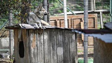 Суд запретил держать собаку на цепи у подъезда многоквартирного дома